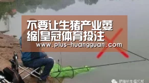 不要让生猪产业萎缩|皇冠体育投注
